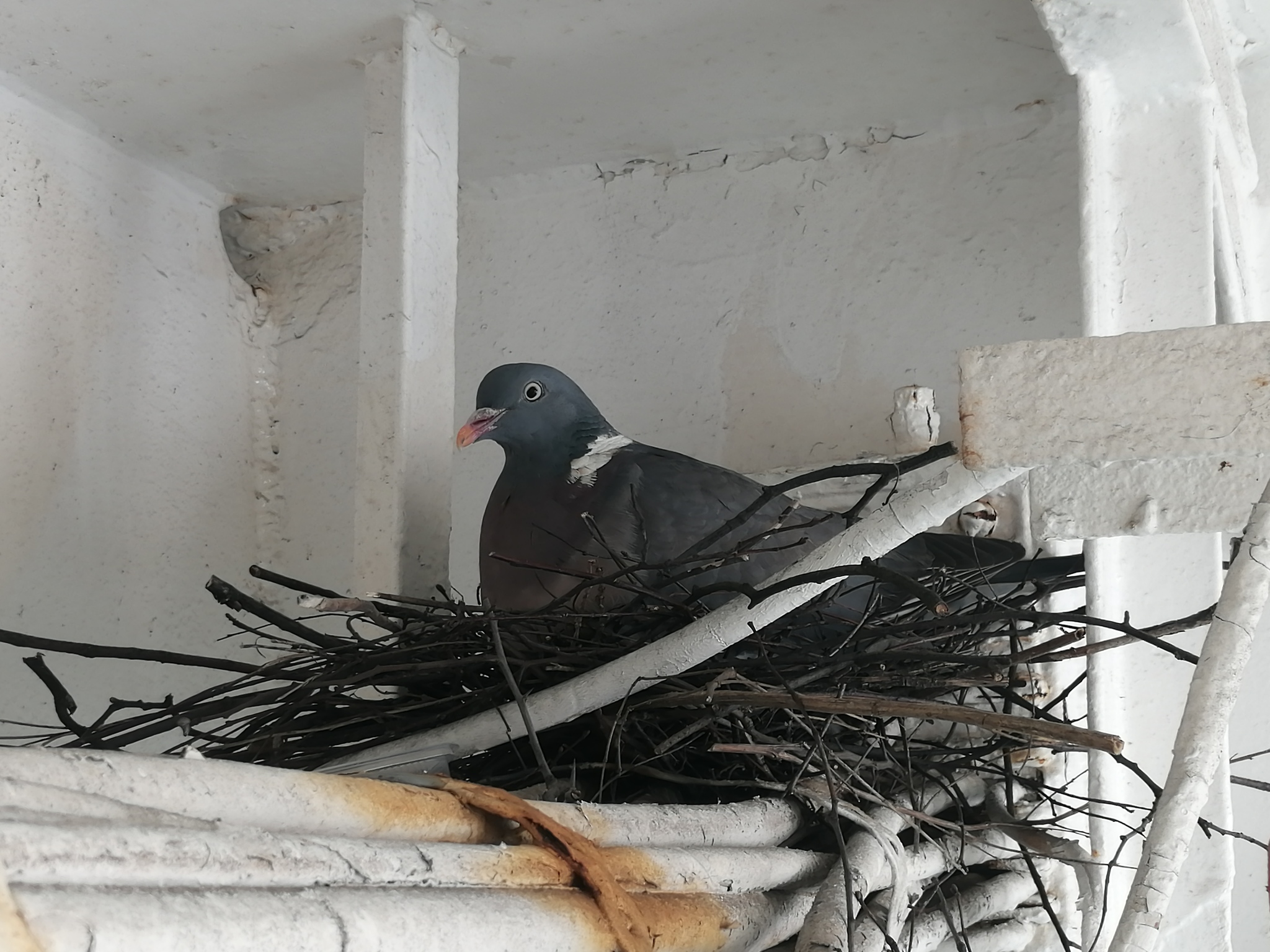 Гнездо голубя вяхиря