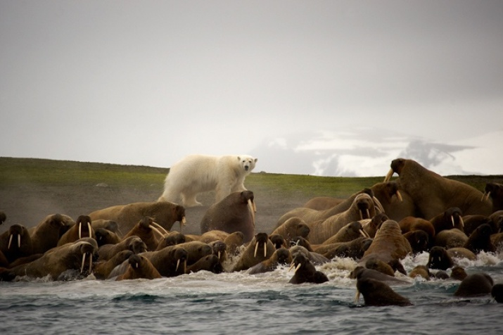 The polar bear is a symbol of the Arctic - The Bears, Polar bear, Wild animals, wildlife, Red Book, Arctic, Survival, Global warming