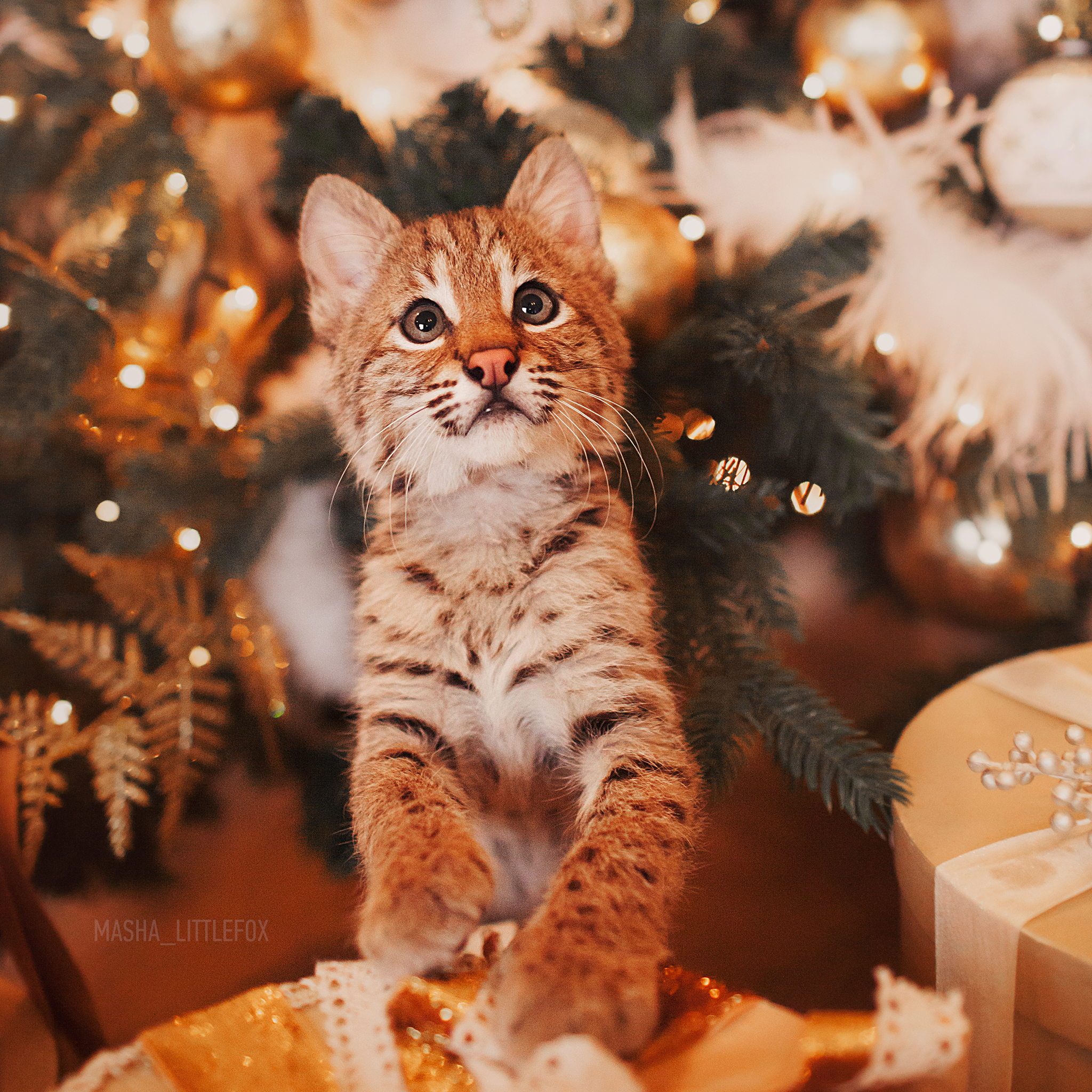Little lynx and Christmas tree - My, Lynx, Domestic lynx, Milota, Longpost, Bobcattv, Cat family, Animals