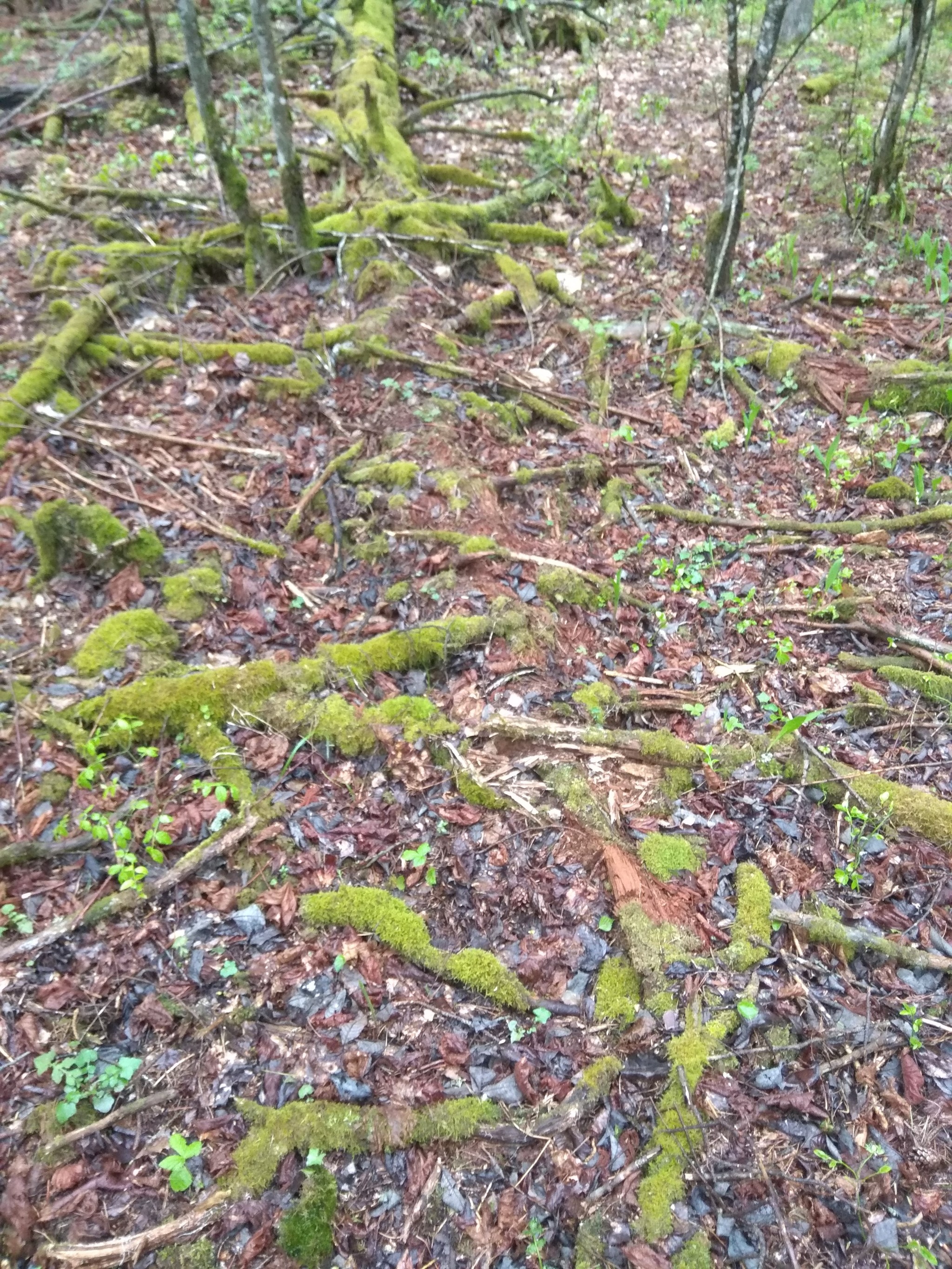 And again morel hunting, unfortunately unsuccessful - My, Forest, Republic of Belarus, Spring, Longpost