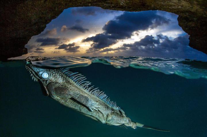 Photographs of animals and nature that were named the best in the USA - The photo, The best, Longpost