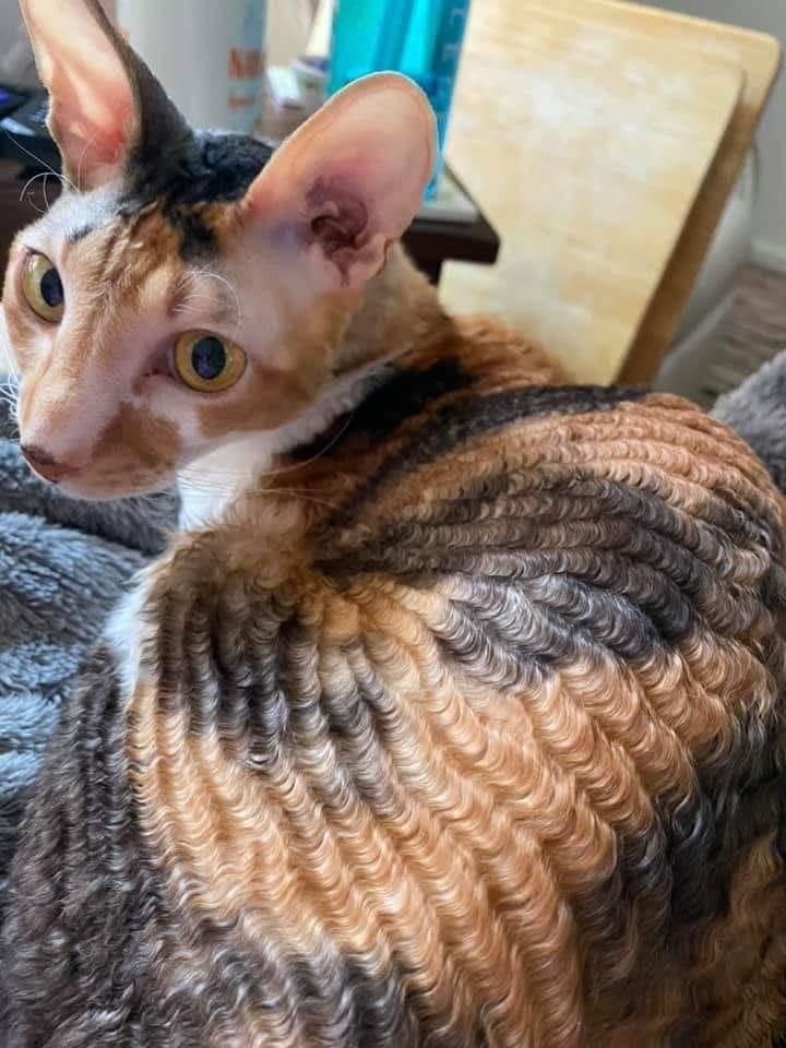 Wavy cat - cat, Wave, Cornish Rex