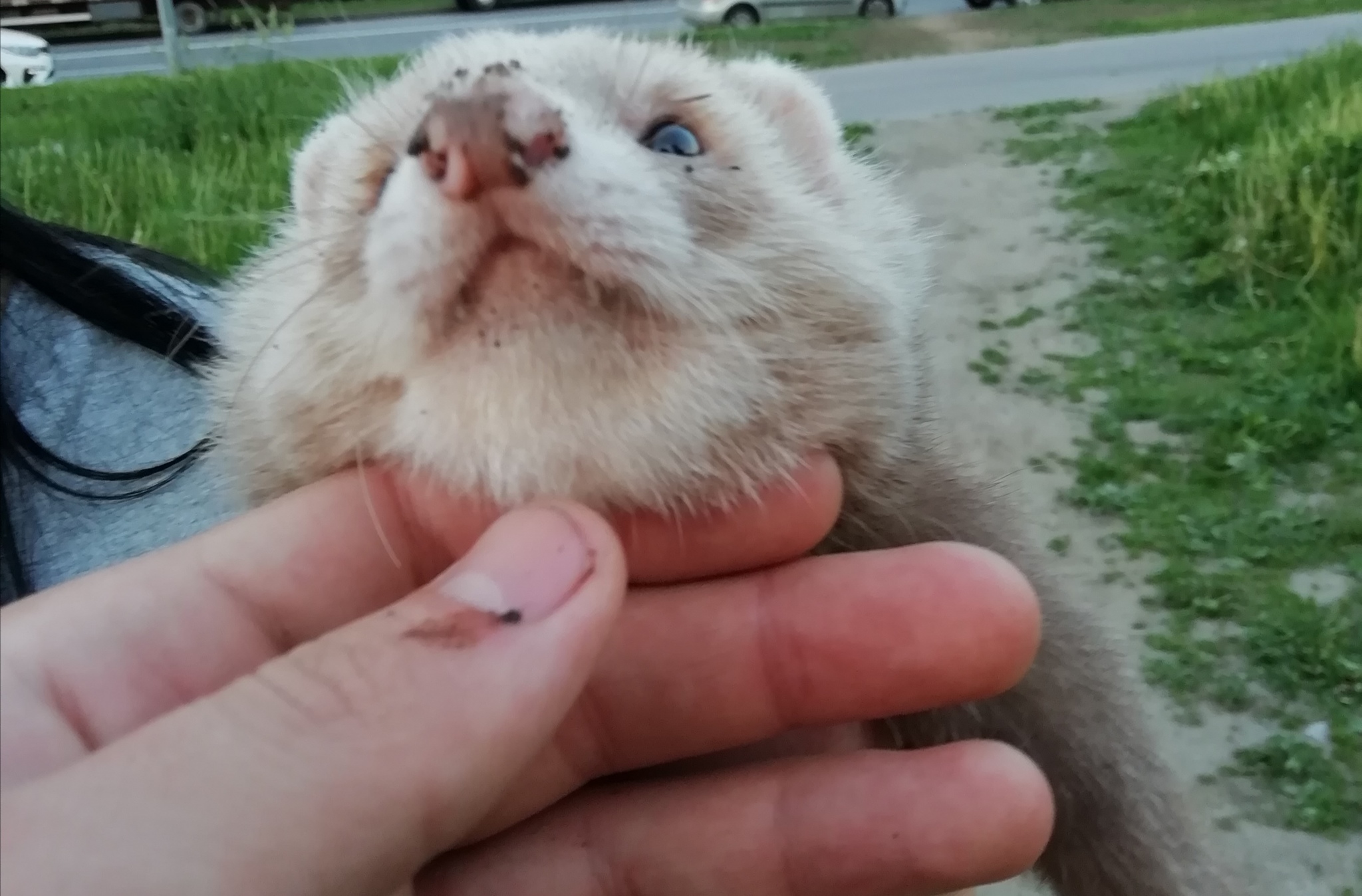 After the walk - My, Ferret, Digging, Predator, Milota, Walk, Pets