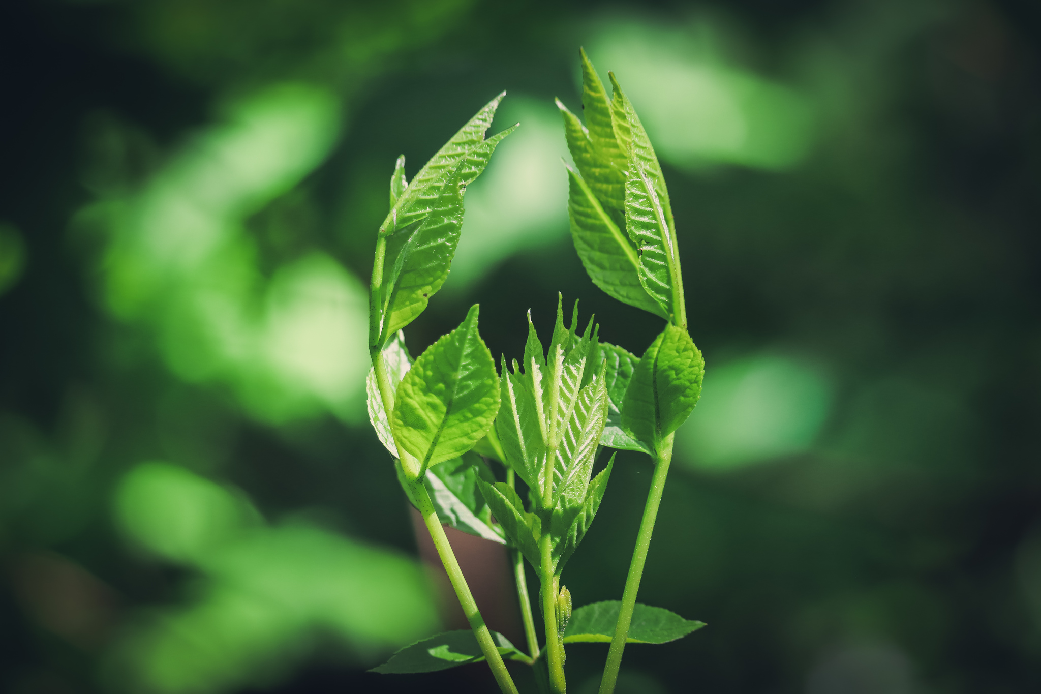 Spring mood - My, The photo, Nature, Spring, Canon 800D, Bike ride, Longpost