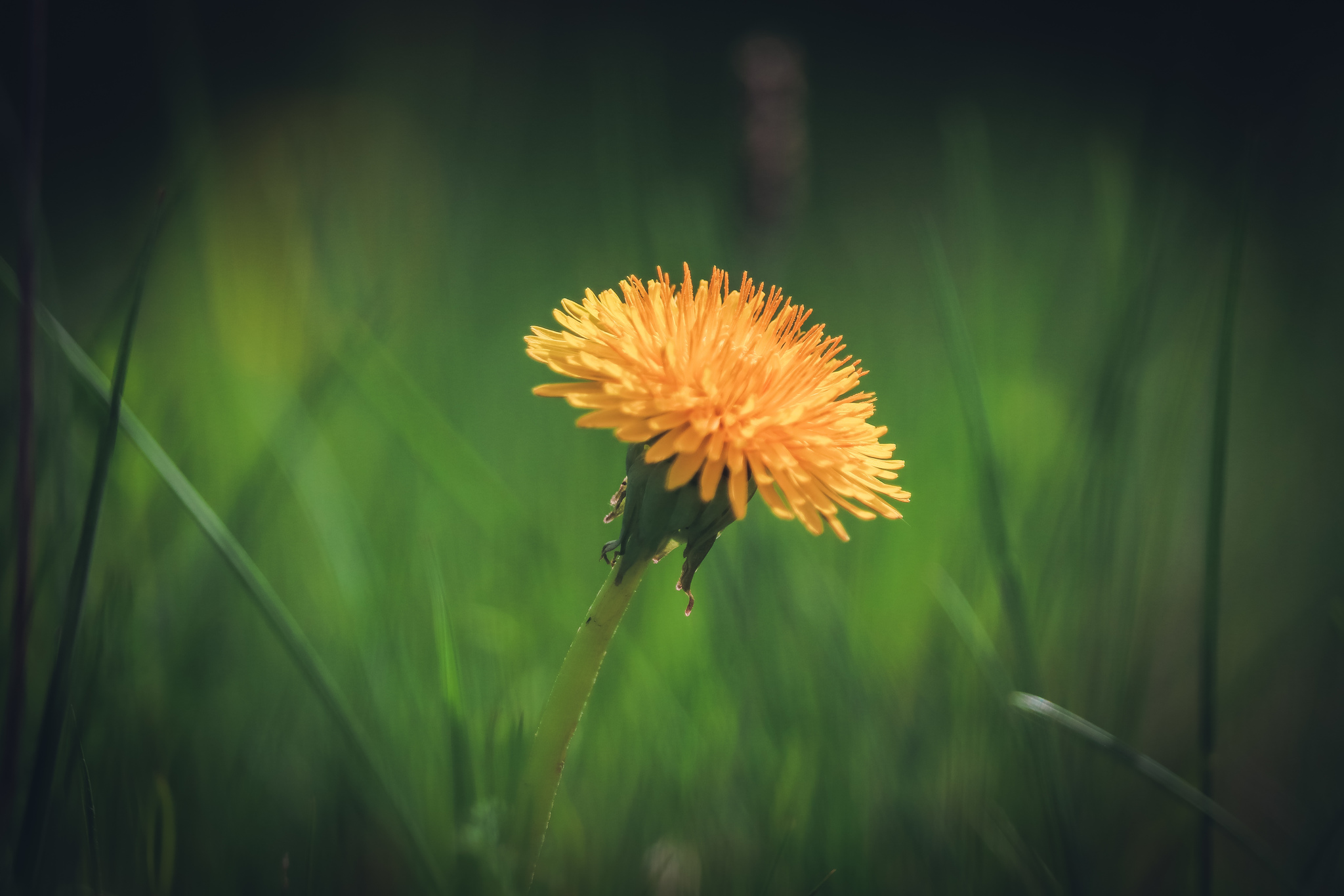 Spring mood - My, The photo, Nature, Spring, Canon 800D, Bike ride, Longpost