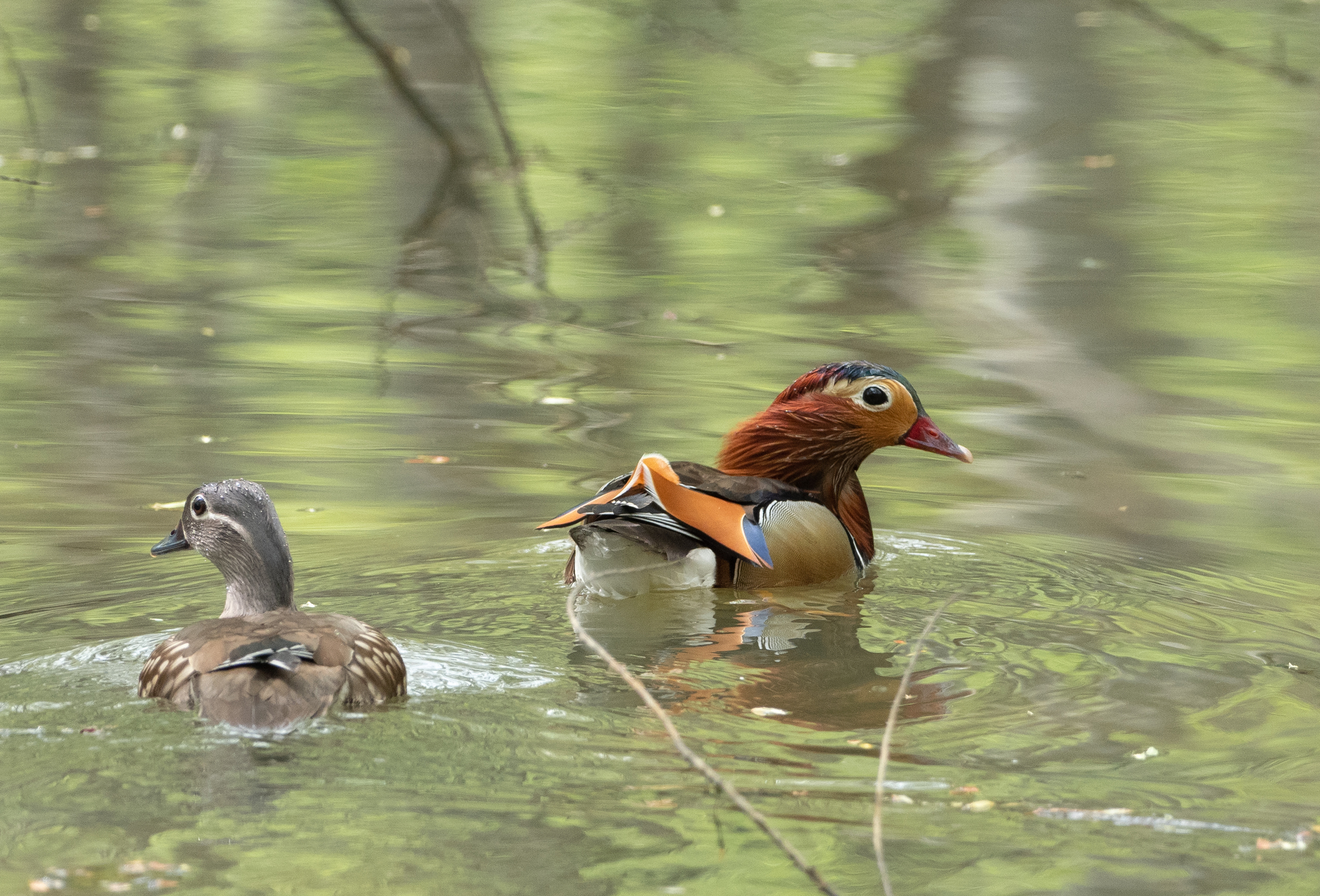 The most beautiful duck - My, Duck, Mandarin duck, Longpost