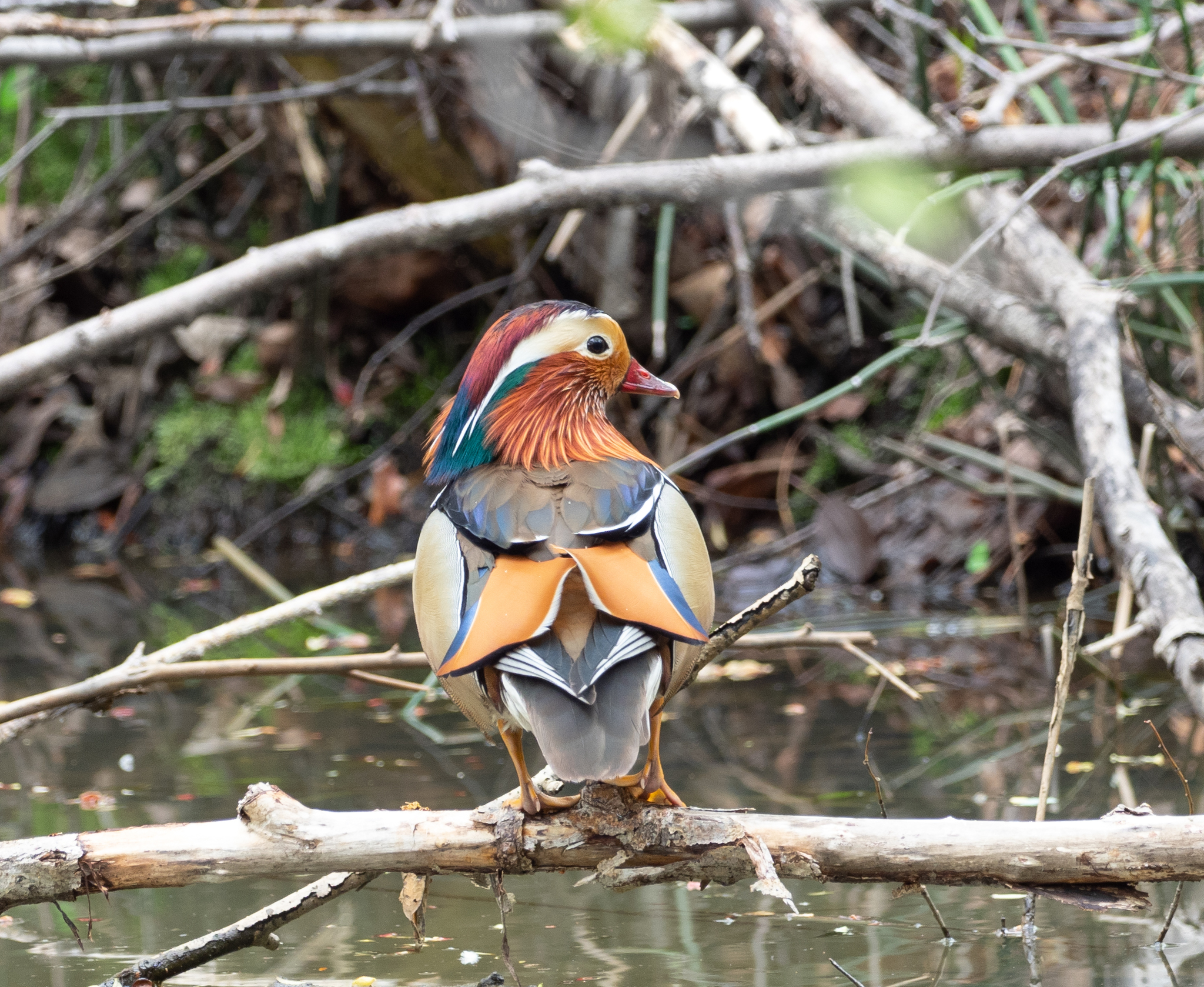 The most beautiful duck - My, Duck, Mandarin duck, Longpost