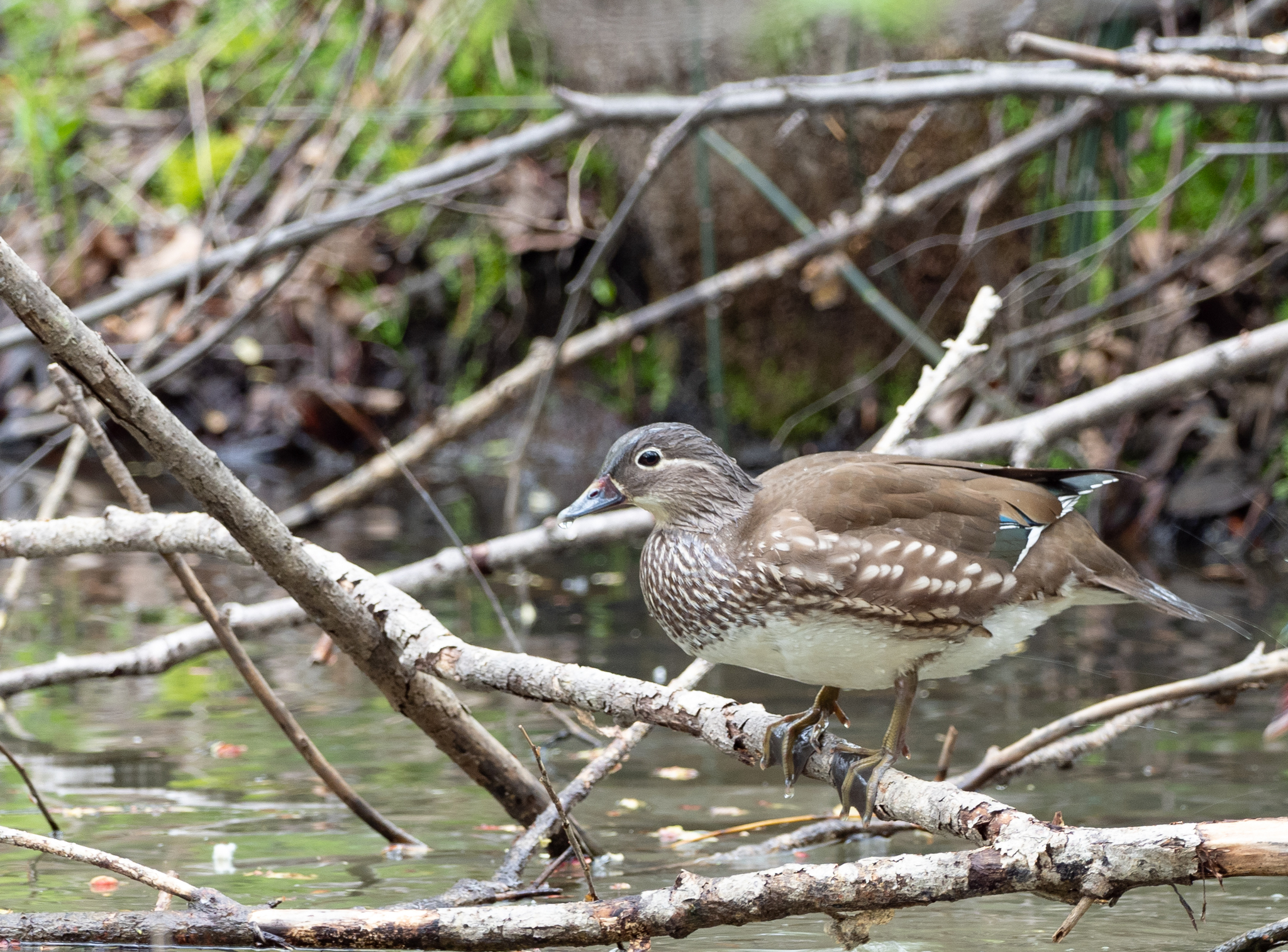 The most beautiful duck - My, Duck, Mandarin duck, Longpost