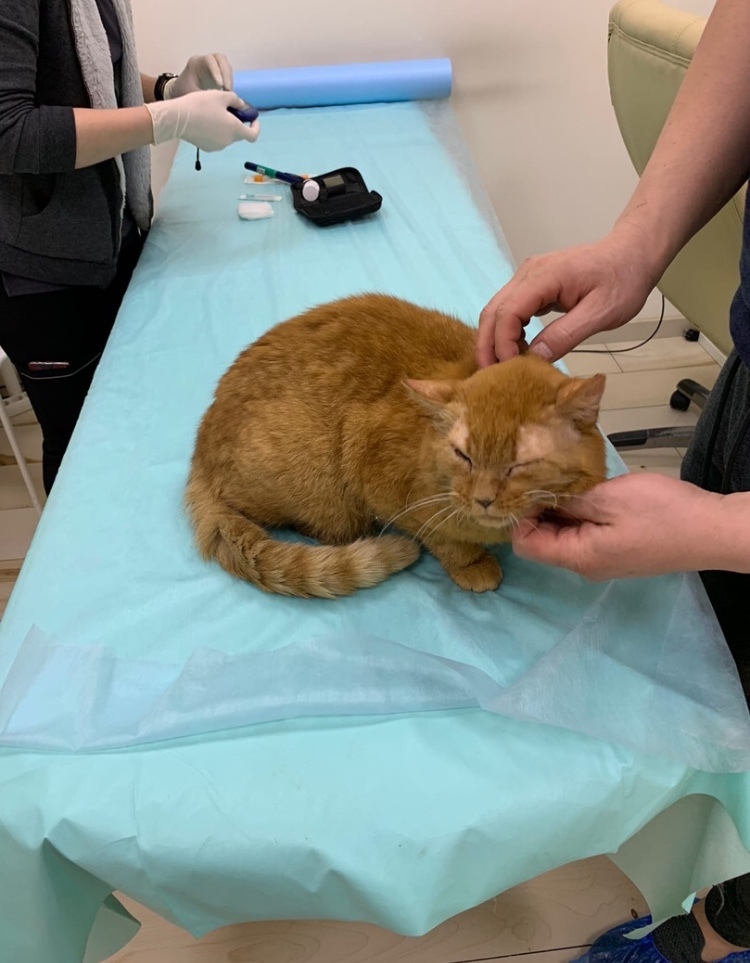 Leo is a cat with diabetes. How do we treat it now? - My, cat, Diabetics, Diabetes, Veterinary, Longpost