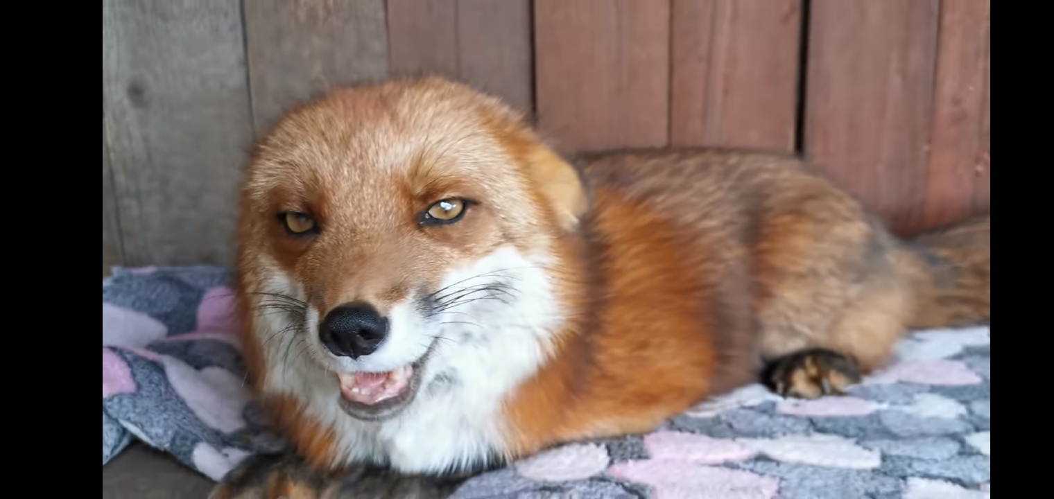 Are foxes really as cunning as in fairy tales? Fox intelligence - My, Animals, Zoopsychology, Video, GIF, Longpost, Interesting, Fox, Milota, Canines