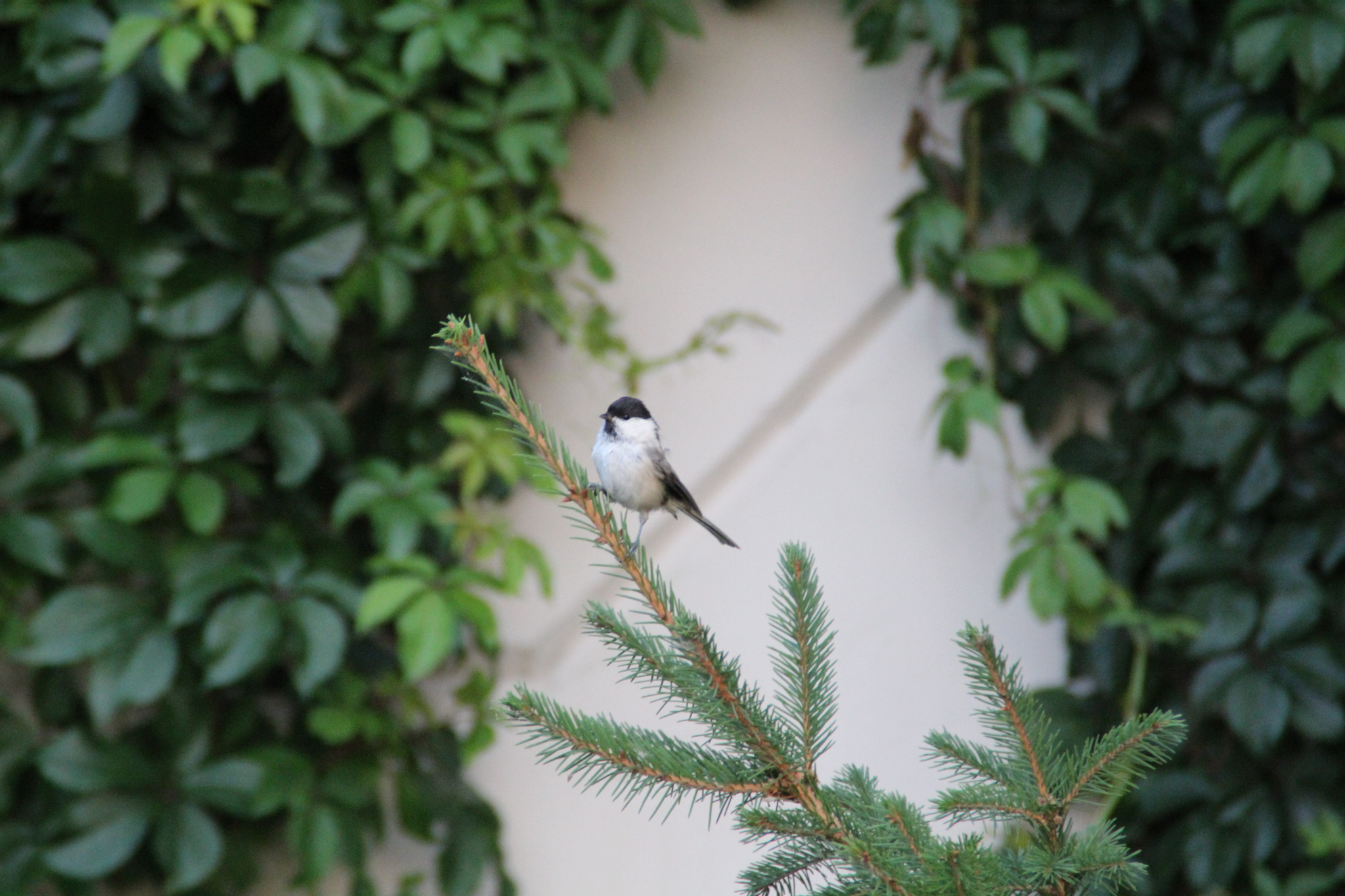 Brown-headed Chickadee, Puffy Chickadee - My, Birds, Plump, Longpost, Ornithology