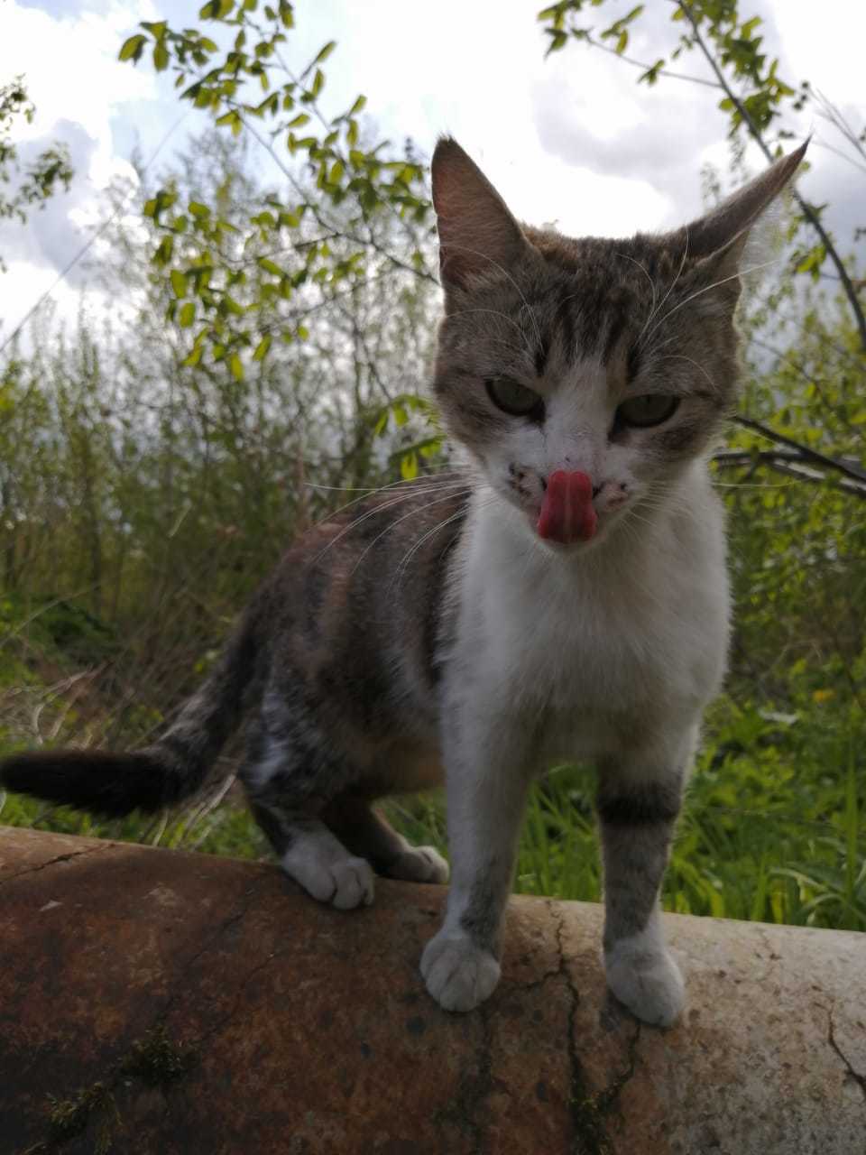 Can you reach your nose with your tongue? - My, cat, Animals, Language