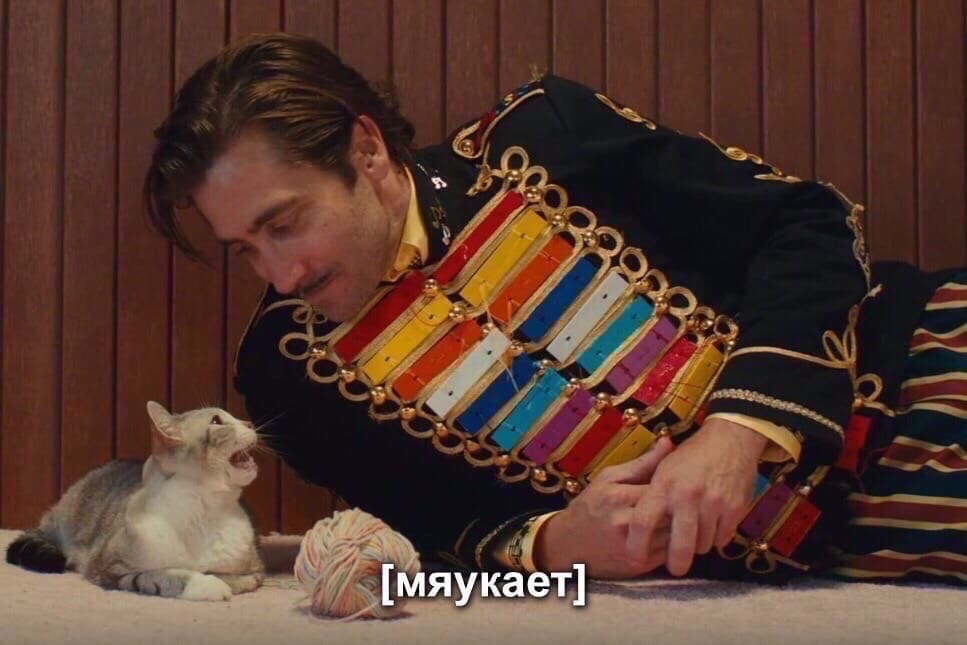 When I first got a cat - cat, Picture with text, Jake Gyllenhaal