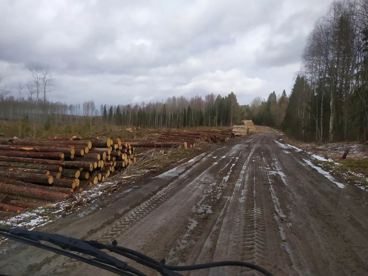 We drove along impassable logging roads of the Vepsian forest to the mysterious Finnish fortifications. Part I - Travels, Карелия, Abandoned, Forest, Swamp, Longpost, Road trip, Yandex Zen