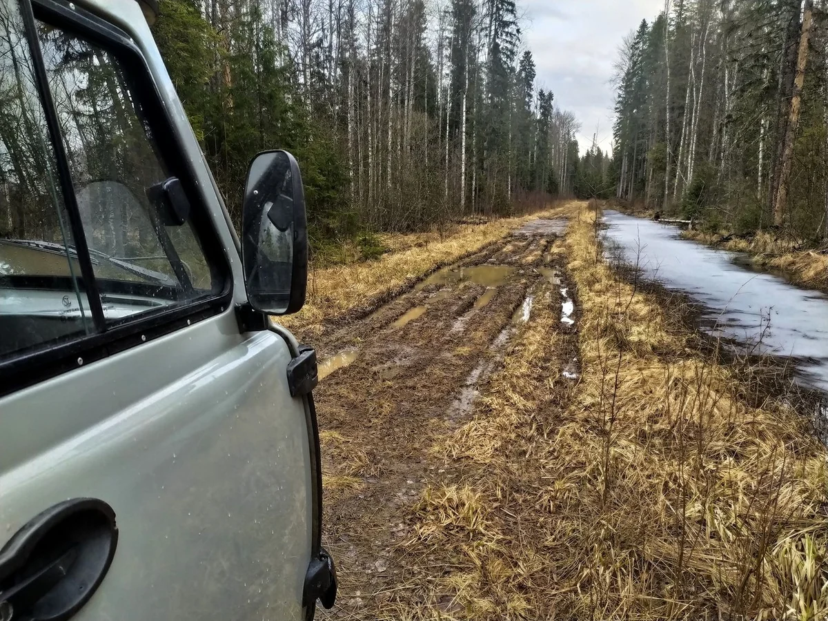 We drove along impassable logging roads of the Vepsian forest to the mysterious Finnish fortifications. Part I - Travels, Карелия, Abandoned, Forest, Swamp, Longpost, Road trip, Yandex Zen