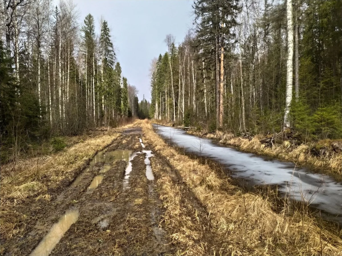 We drove along impassable logging roads of the Vepsian forest to the mysterious Finnish fortifications. Part I - Travels, Карелия, Abandoned, Forest, Swamp, Longpost, Road trip, Yandex Zen