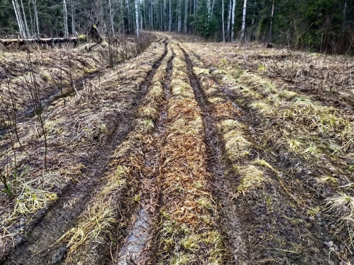 We drove along impassable logging roads of the Vepsian forest to the mysterious Finnish fortifications. Part I - Travels, Карелия, Abandoned, Forest, Swamp, Longpost, Road trip, Yandex Zen