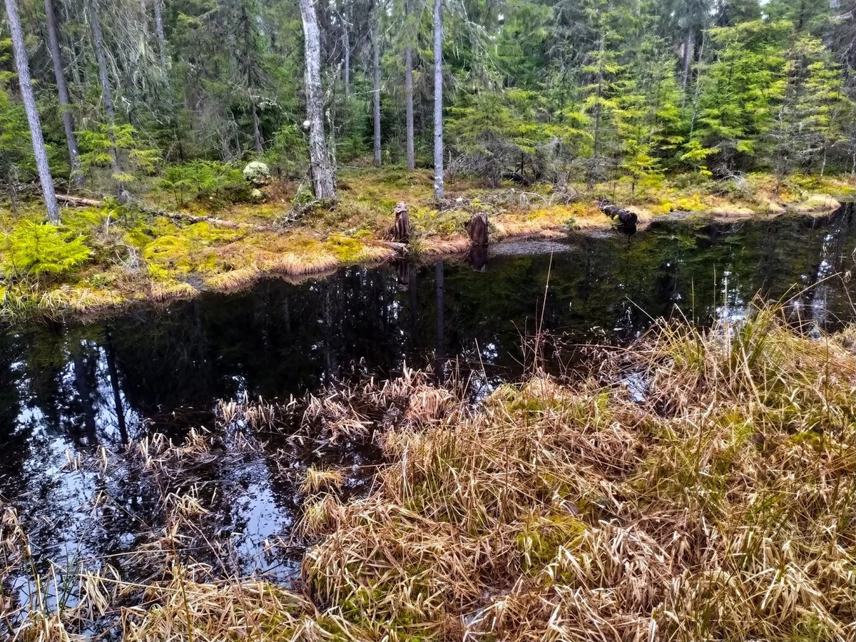 We drove along impassable logging roads of the Vepsian forest to the mysterious Finnish fortifications. Part I - Travels, Карелия, Abandoned, Forest, Swamp, Longpost, Road trip, Yandex Zen