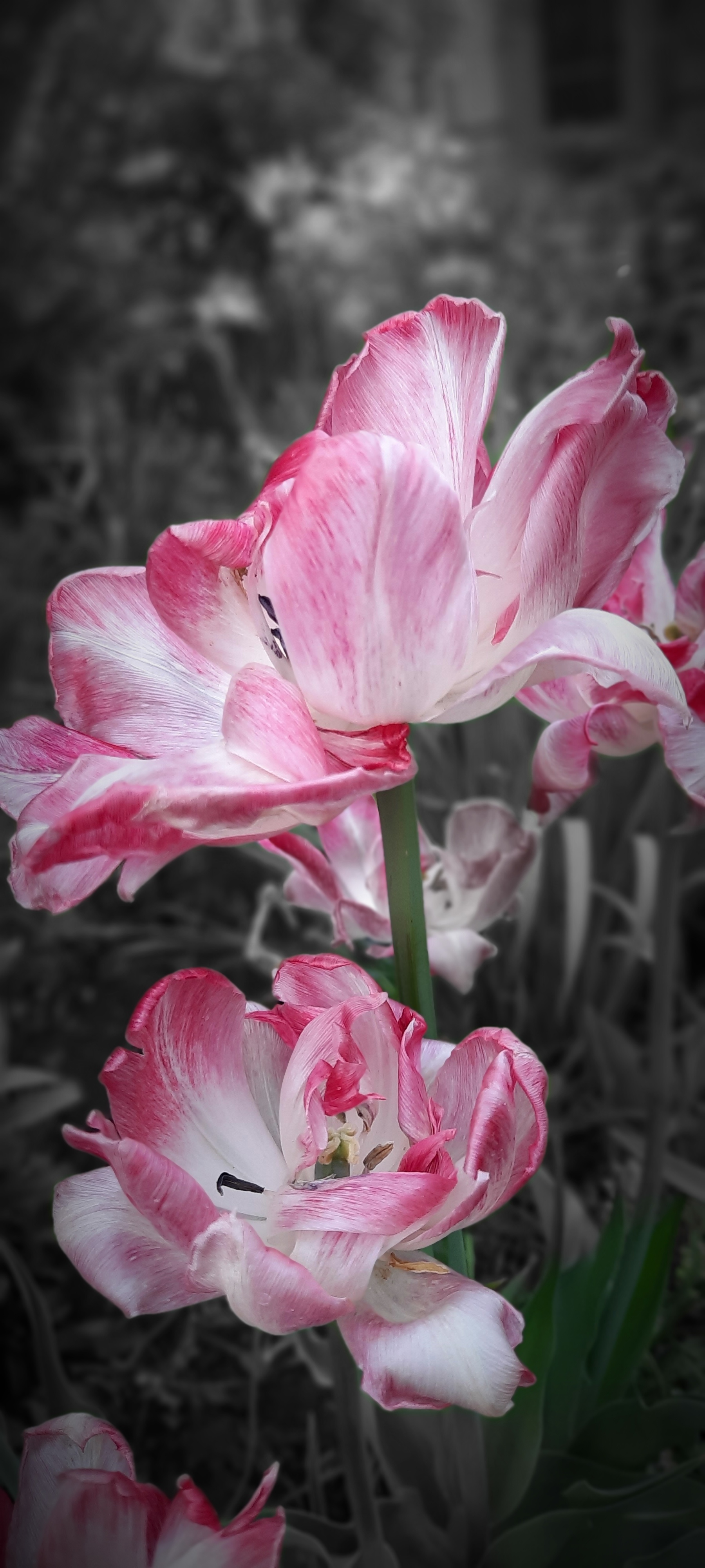 Thumbelina - My, Thumbelina, Foreshortening, Flowers, Story, Longpost, The photo