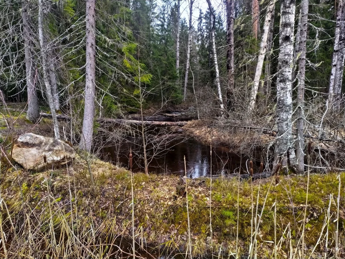 We drove along impassable logging roads of the Vepsian forest to the mysterious Finnish fortifications. Part I - Travels, Карелия, Abandoned, Forest, Swamp, Longpost, Road trip, Yandex Zen