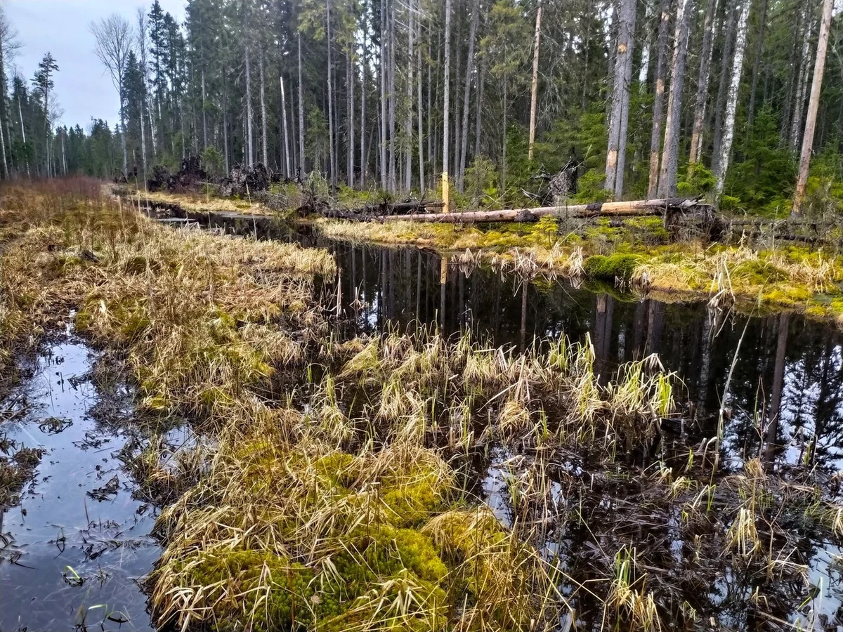 We drove along impassable logging roads of the Vepsian forest to the mysterious Finnish fortifications. Part I - Travels, Карелия, Abandoned, Forest, Swamp, Longpost, Road trip, Yandex Zen