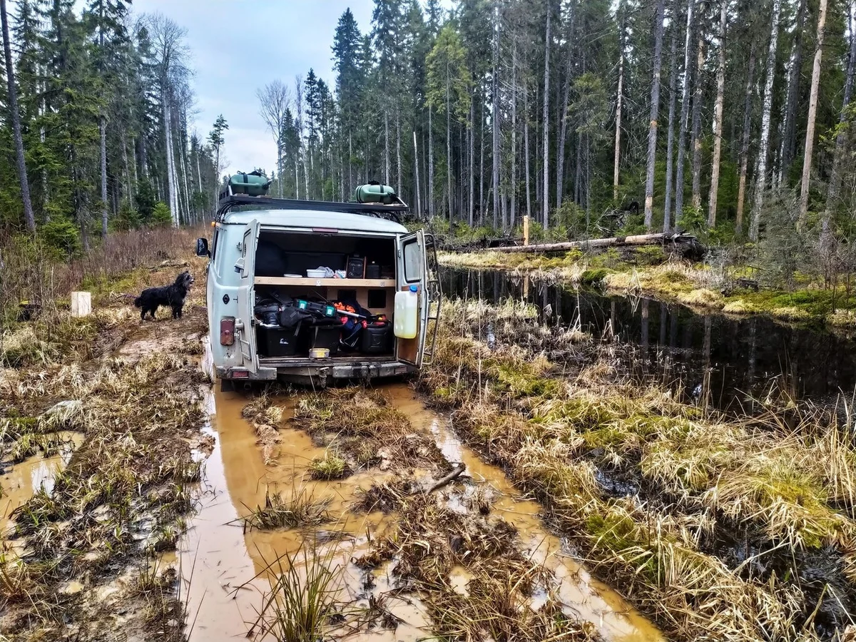 We drove along impassable logging roads of the Vepsian forest to the mysterious Finnish fortifications. Part I - Travels, Карелия, Abandoned, Forest, Swamp, Longpost, Road trip, Yandex Zen