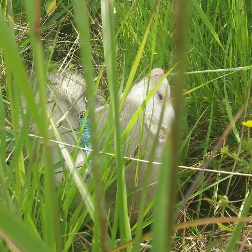 Ferret in the urban jungle - My, Ferret, Spring, Pets, Milota