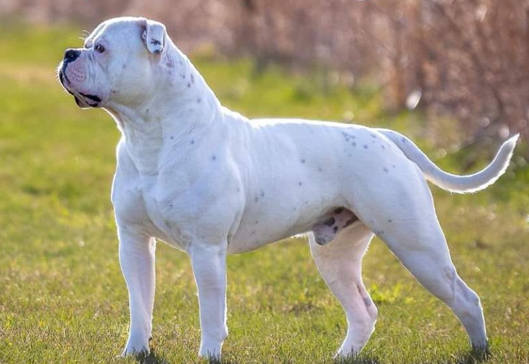 About dog breeds No. 127. American Bulldog; Alapaha purebred bulldog (Otto) and other large bulldogs - Dog, Dog breeds, American Bulldog, Service dogs, Longpost