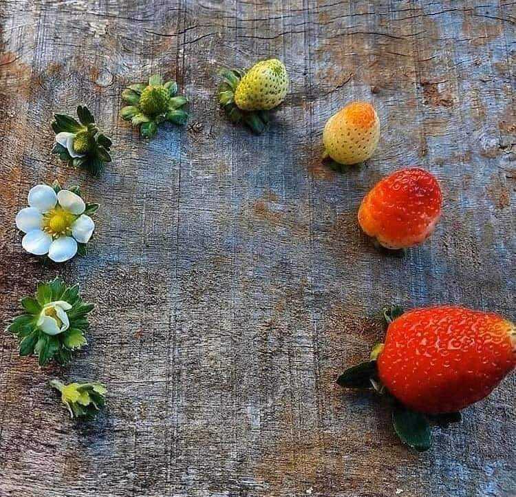 Strawberry life cycle - Strawberry (plant), The photo, Maturation