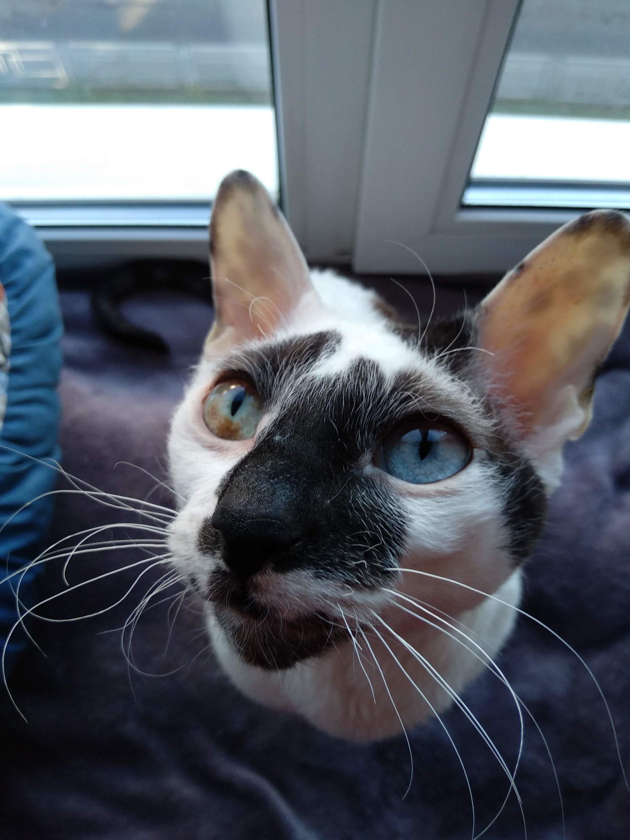 Space kys - My, Cornish Rex, cat, Heterochromia, Pets