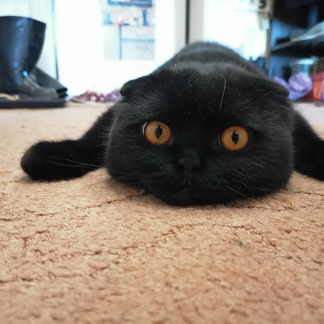 Cats in the feed - My, cat, Scottish lop-eared, Longpost