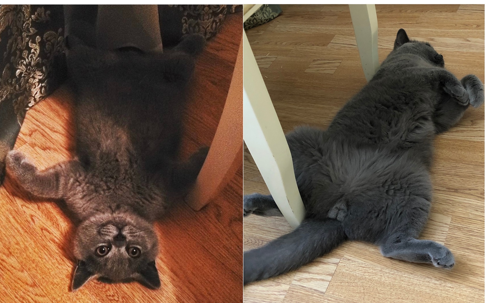 The years go by - My, cat, British Shorthair, Humor, Jokes for three hundred, Animals, Pets