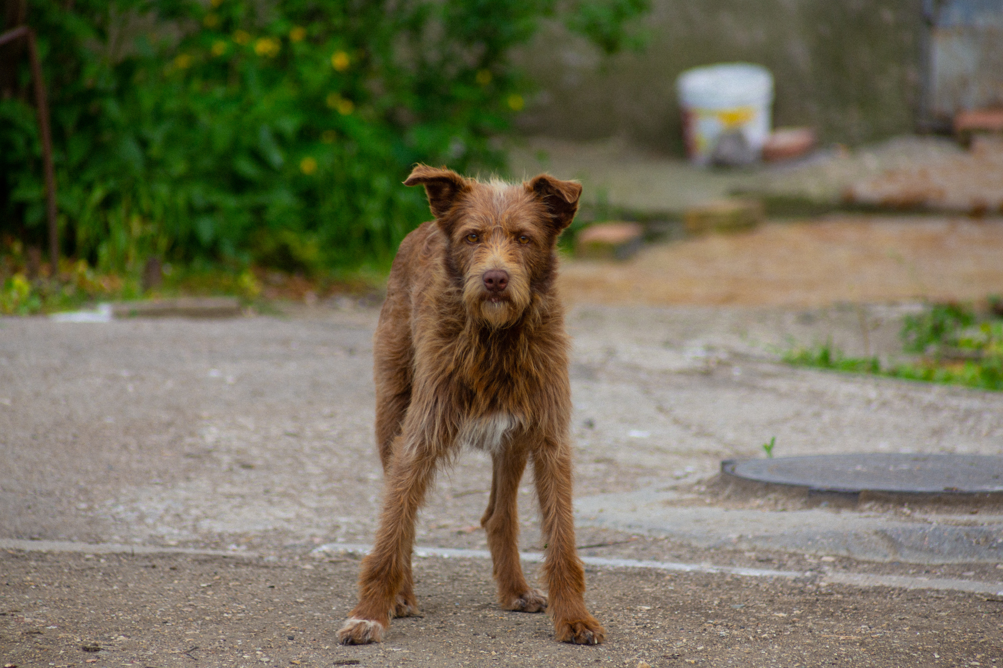 A yard dog named Handsome - My, The photo, Animals, Dog