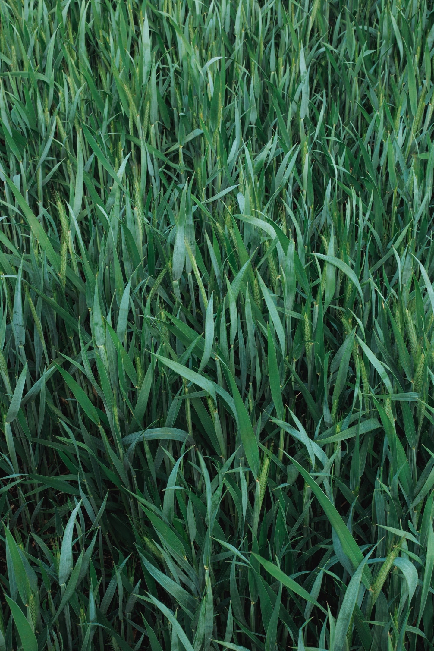 Almost summer - My, Nature, Field, Spring, Longpost, The photo