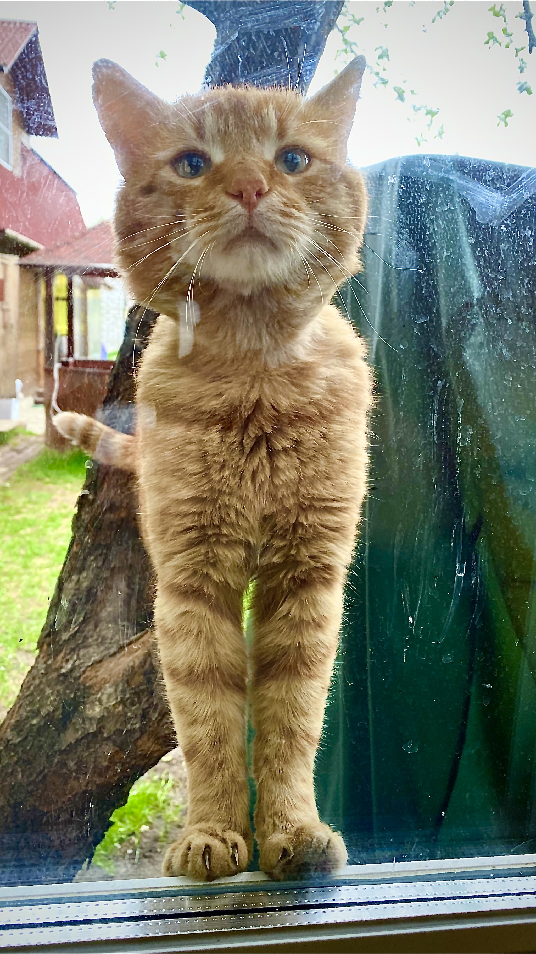 Sad cat who is not allowed home - My, cat, iPhone 11, Village