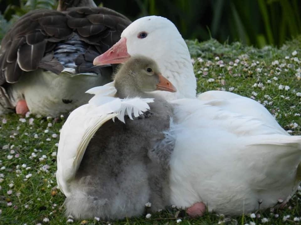 With mom - Milota, Chick, Longpost, Гусь