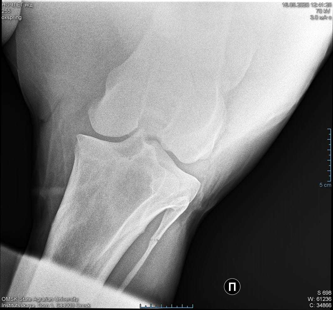 Ветеринары, помогите - Моё, Ветеринария, Помощь, Без рейтинга, Хромая лошадь, Омск, Длиннопост