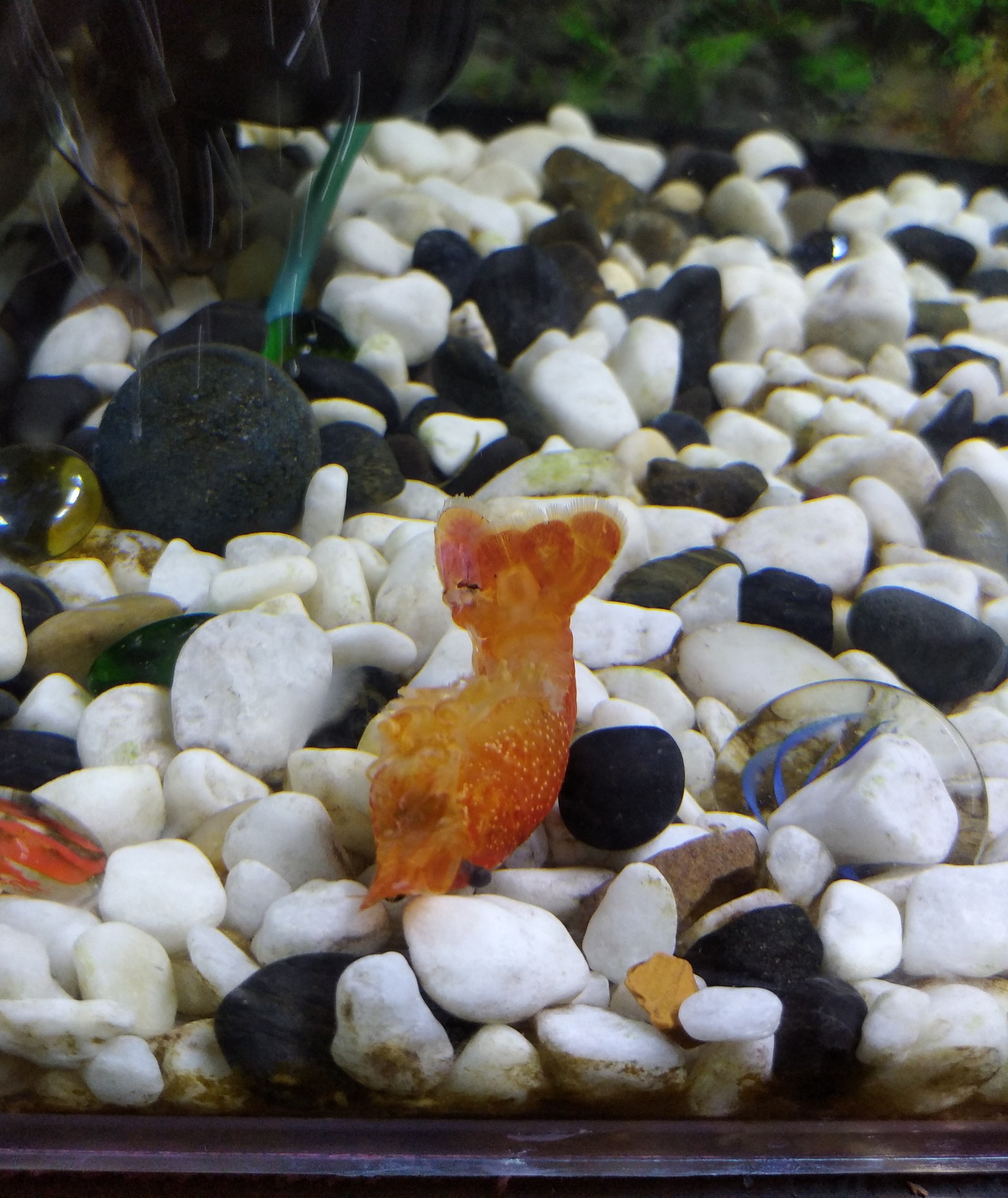 The crayfish ate each other - My, Aquarium, Aquarium, Aquarium crayfish, Aquarium shrimp, Longpost