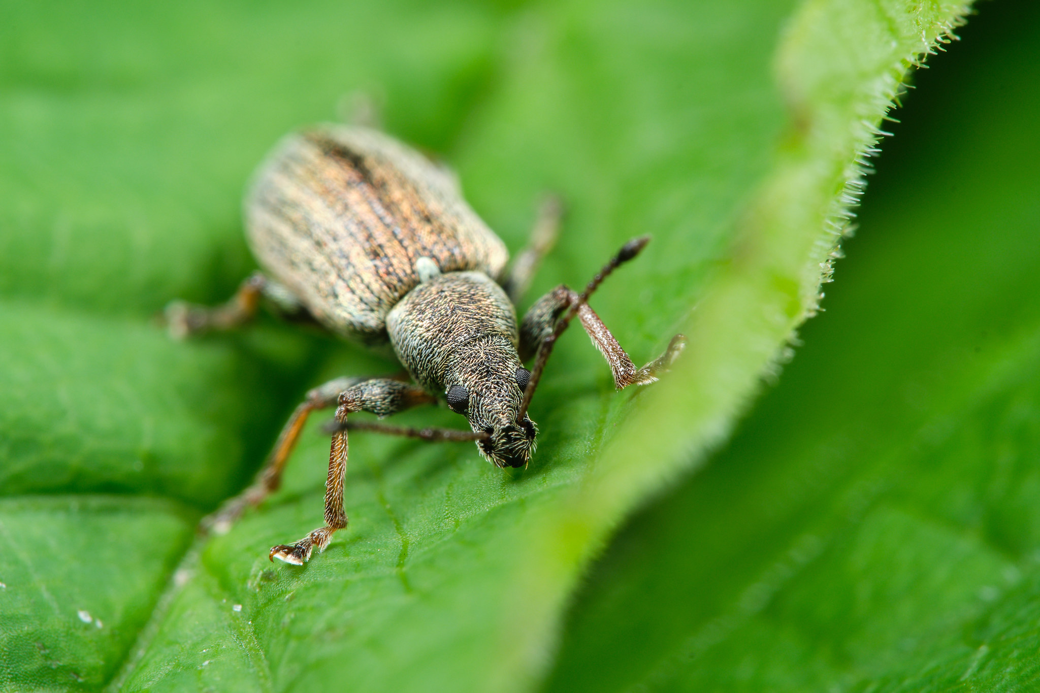 Field macro - My, The photo, Macro, Macro photography, Insects, Longpost