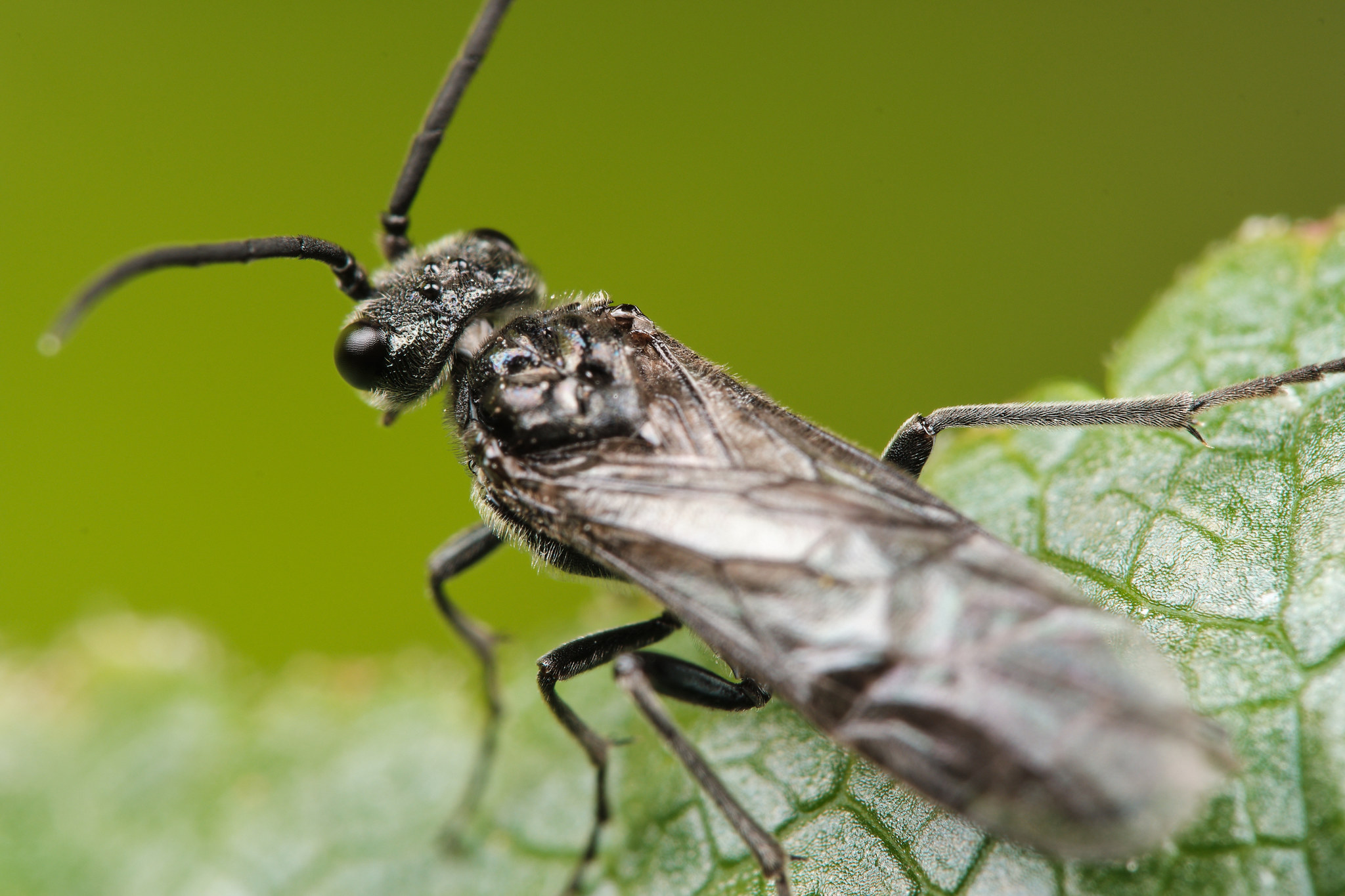 Field macro - My, The photo, Macro, Macro photography, Insects, Longpost