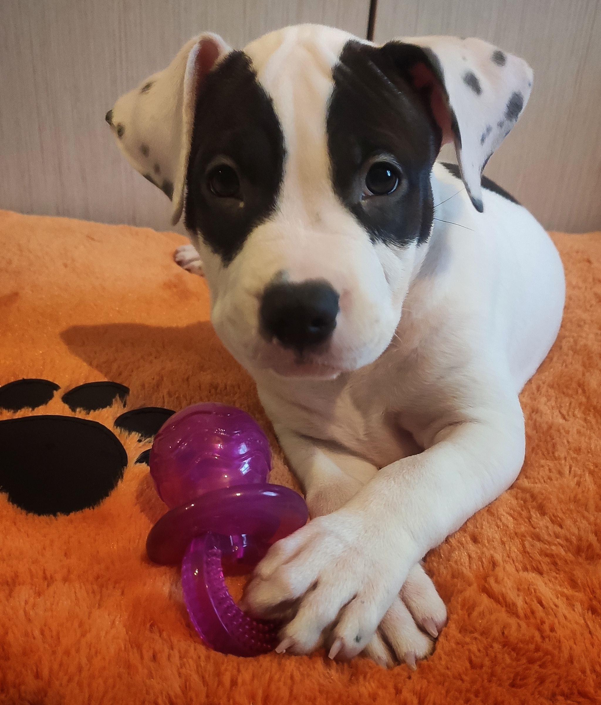 New family member - My, Dog, Amstaff, Photo on sneaker