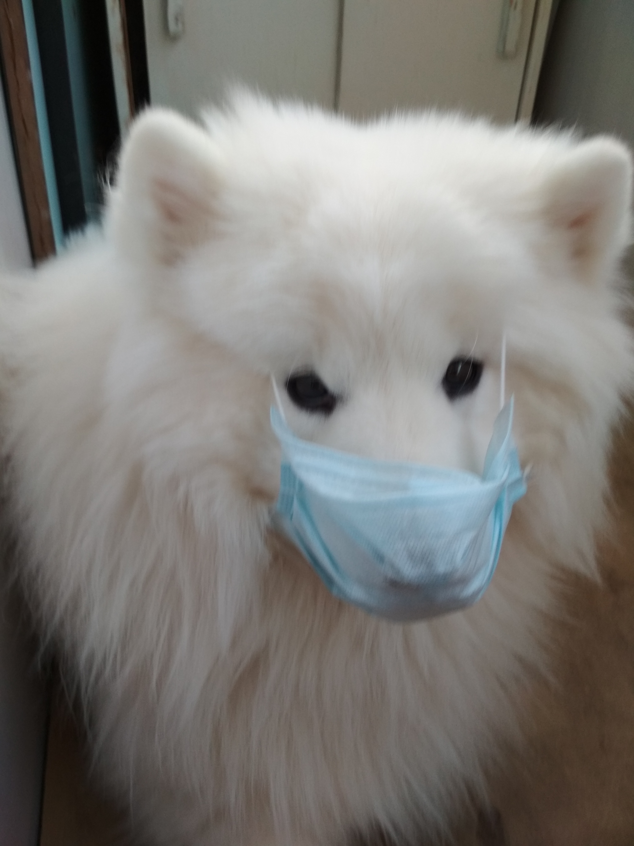 For a walk. Modern problems require modern solutions. (Joke) - My, Dog, Quarantine, Coronavirus, Longpost