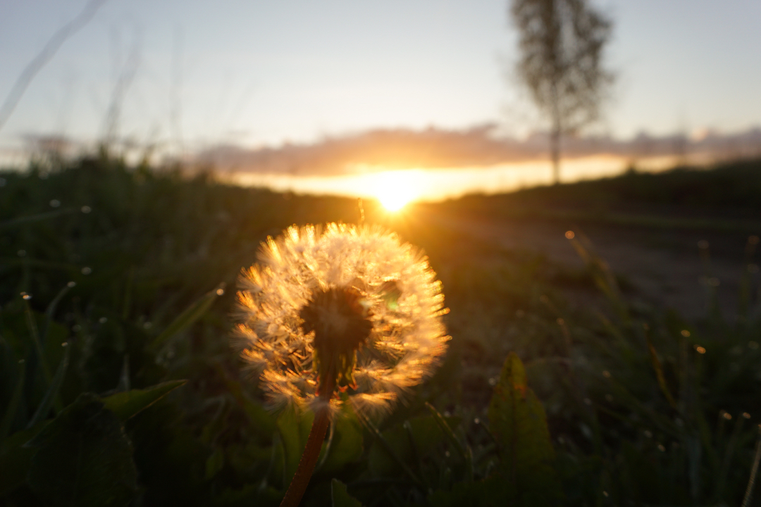 Morning - My, Morning, Nature, The photo, Sony a6000