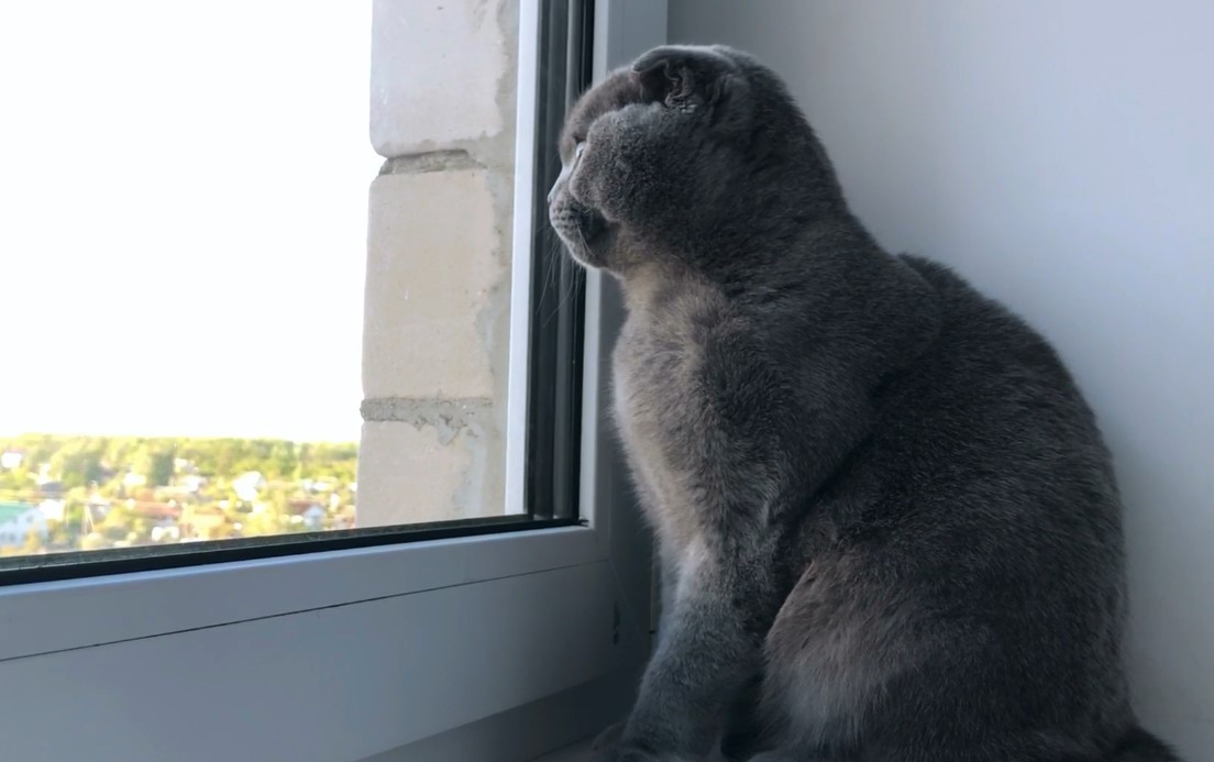 The cat is at the window. Lyrical reflections - My, cat, Scottish lop-eared, Video, Lyrics, Author's story, Longpost