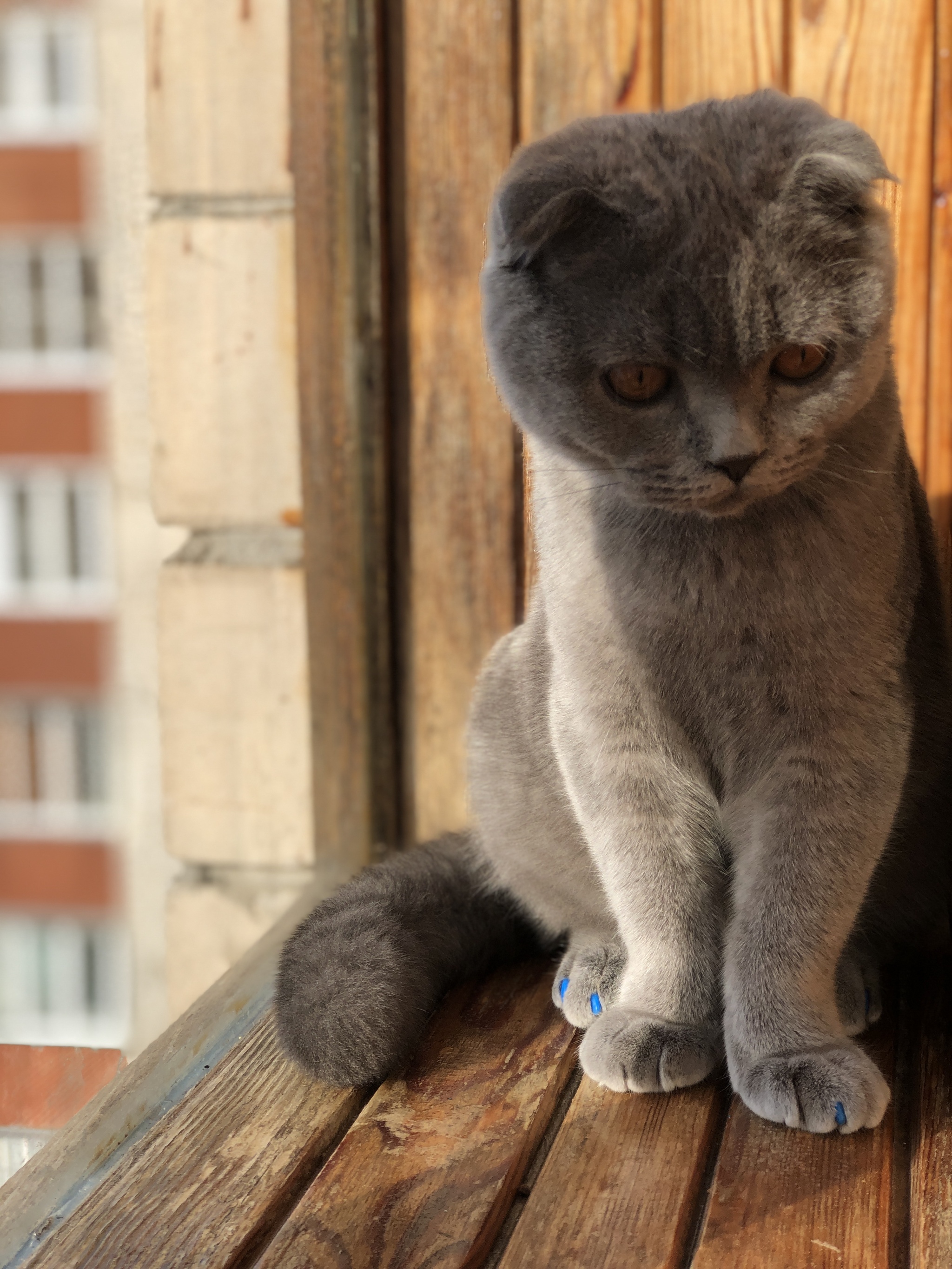 The cat is at the window. Lyrical reflections - My, cat, Scottish lop-eared, Video, Lyrics, Author's story, Longpost