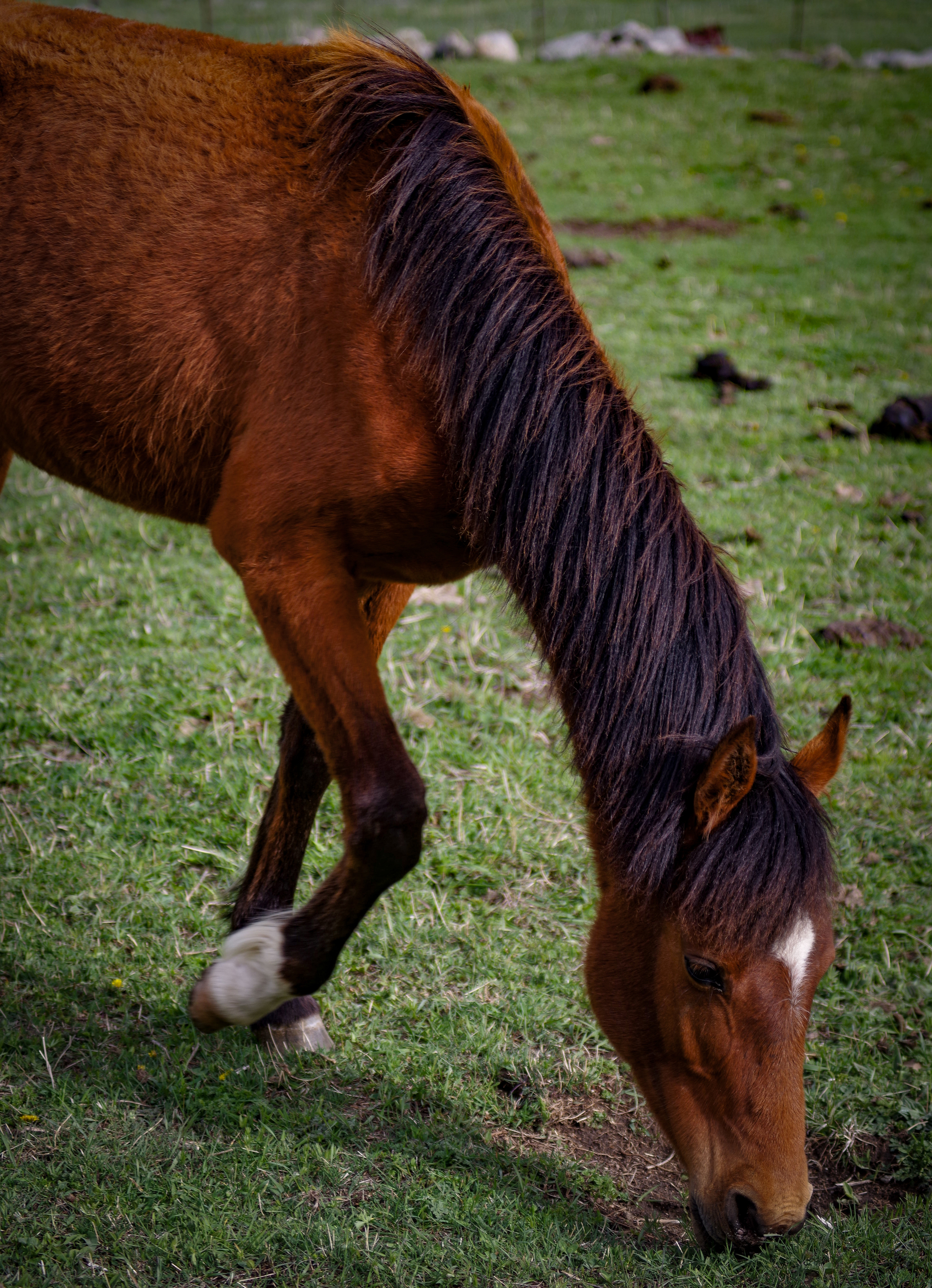 Long neck - My, Horses, The photo, Elbrus, Pasture