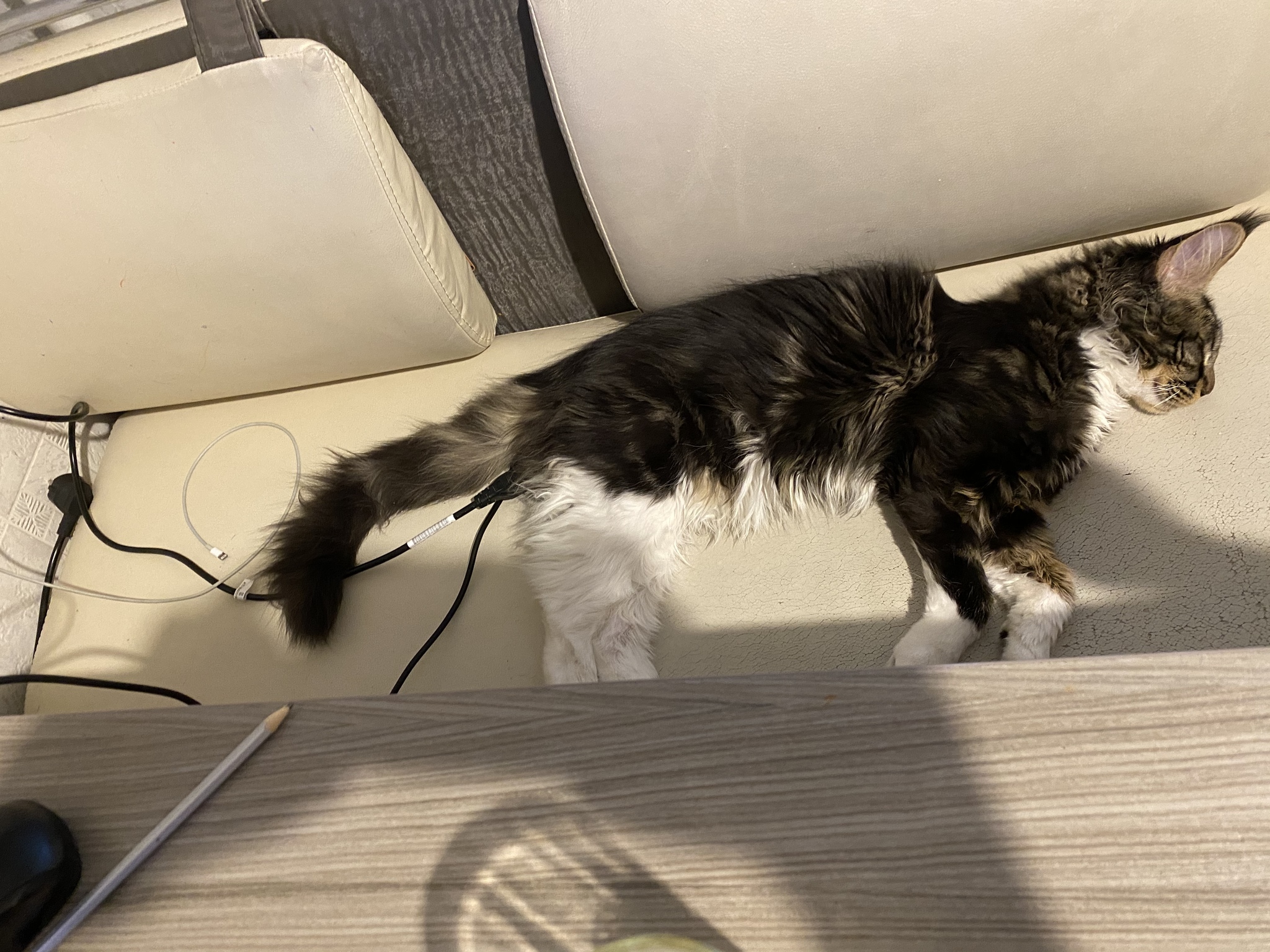 Charging - My, cat, Charger