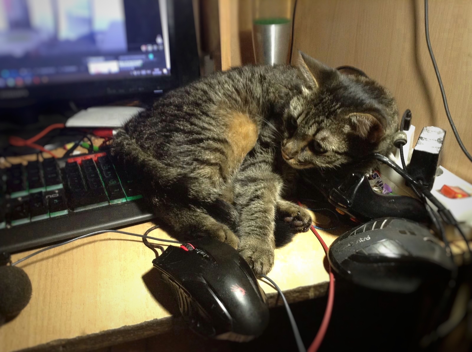 Convenience and comfort - My, cat, Computer, PC mouse, Relaxation