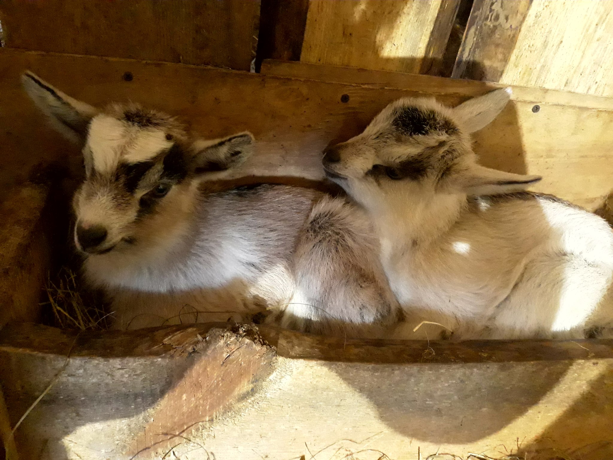 New skill - goat obstetrician - My, Real life story, Text, Goat, Kid, Сельское хозяйство, Rural life, Longpost