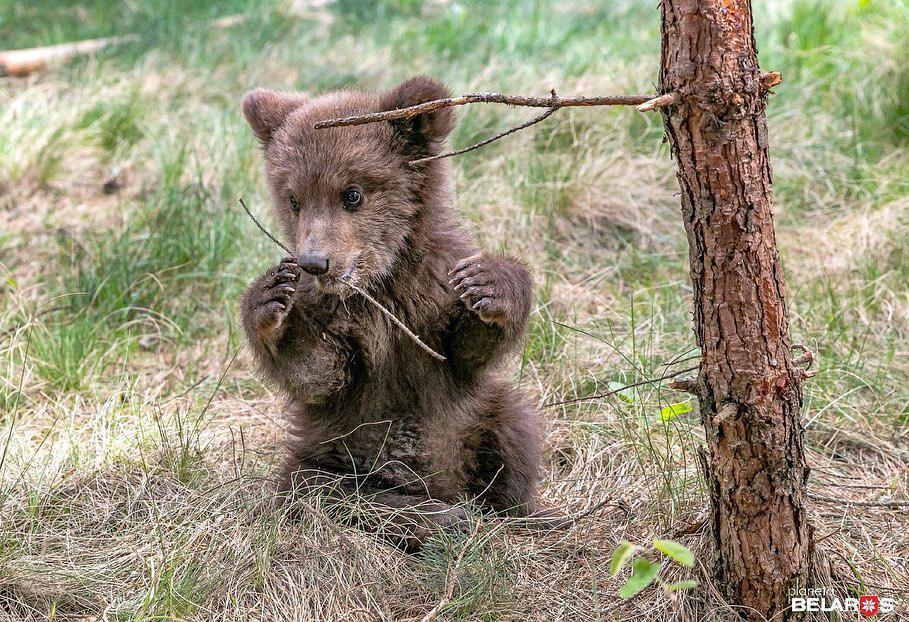 The portion of cuteness has arrived. This is the little bear Vasilisa. she came to a village in the Borisov region because she was hungry part 2 - My, Republic of Belarus, Wild animals, The Bears, Milota, Longpost